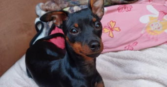 marina pet sitter à MONS EN BAROEUL 59370_11