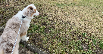 pauline pet sitter à RIOM 63200_2