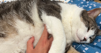 andy pet sitter à L'Isle Jourdain 32600_2