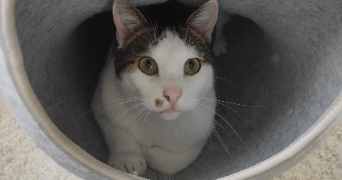 guillard pet sitter à ST NAZAIRE 44600_1