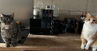 juliette pet sitter à SAUMUR 49400_1