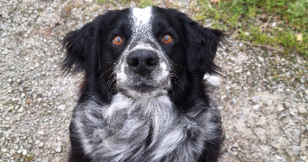 andréa pet sitter à Mayenne 53470_3