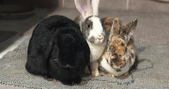 maeline pet sitter à SAVIGNY SUR ORGE 91600_9