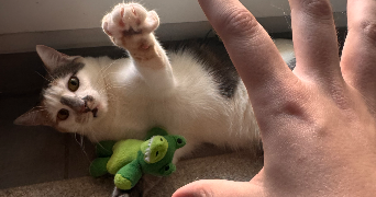 emma pet sitter à LYON 09 69009_1