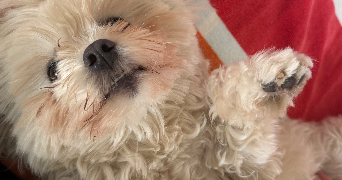 lilou lamaisonbyl  pet sitter à VESCOVATO 20215_9