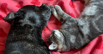 chloé pet sitter à MARLY 57155_2