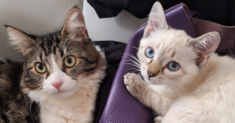 chloé pet sitter à BUSSAC SUR CHARENTE 17100_2