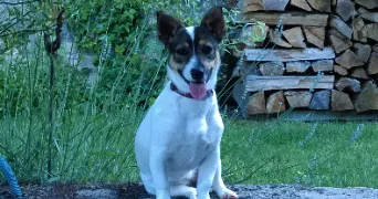 marie eve pet sitter à THIONVILLE 57100