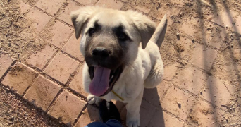 melissa pet sitter à BOURGOIN JALLIEU 38300_3