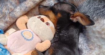 marina pet sitter à MONS EN BAROEUL 59370_17