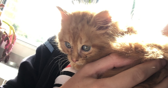 hélène pet sitter à SELLES 27500_0