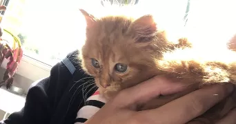 hélène pet sitter à SELLES 27500