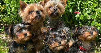 cindy pet sitter à ST MARS DE COUTAIS 44680_1