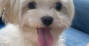 laurine pet sitter à STE GENEVIEVE DES BOIS 91700_4