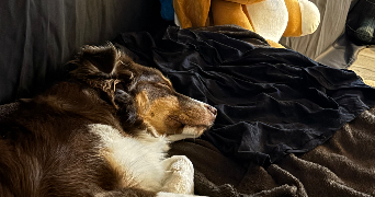 jade pet sitter à ORLEANS 45000_5