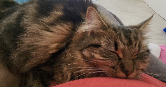 michelle et thomas pet sitter à JULIENNE 16200_1