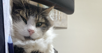 maéna pet sitter à LILLE 59000_1