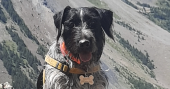 laurent pet sitter à LYON 08 69008_1