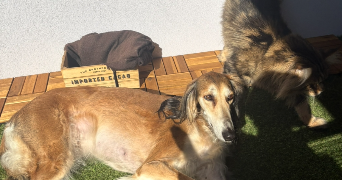 eve pet sitter à BISCHHEIM 67800_1