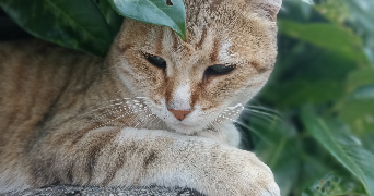 isoline pet sitter à AIX LES BAINS 73100_1
