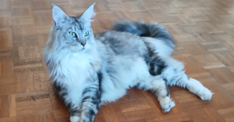 bruno pet sitter à VINCENNES 94300_7