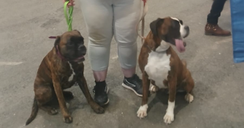 nolwenn pet sitter à CLOHARS CARNOET 29360_1