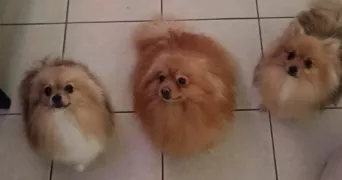 nathalie pet sitter à COLOMIERS 31770