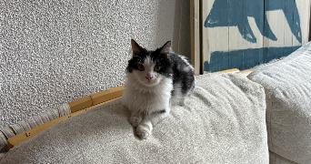 cyrielle pet sitter à PERPIGNAN 66000_2