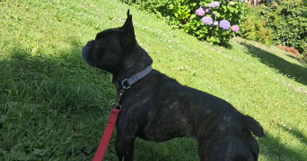 nolwenn pet sitter à CLOHARS CARNOET 29360_8