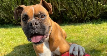 alex pet sitter à ROUEN 76000