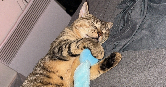 marie pet sitter à Charenton le pont 94220_1