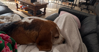 charlotte pet sitter à REIMS 51100_0
