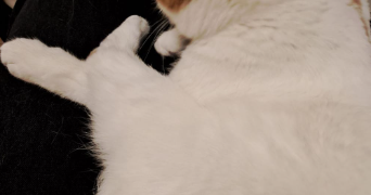 camille pet sitter à lyon 69008_13