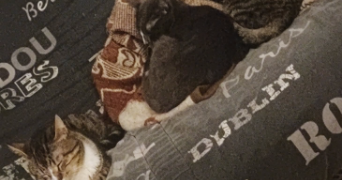 alicia pet sitter à VILLEURBANNE 69100_2