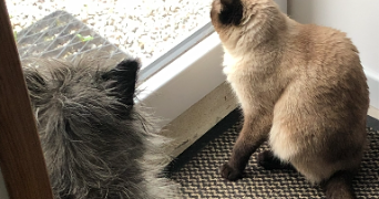 bastien pet sitter à CAEN 14000_1