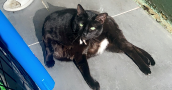 oceane pet sitter à CAEN 14000_0
