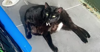 oceane pet sitter à CAEN 14000
