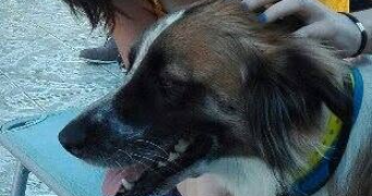 coralie pet sitter à LLUPIA 66300_2