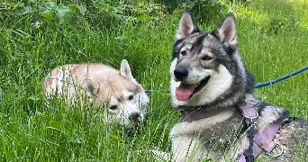 nolwenn pet sitter à ETAMPES 91150_3