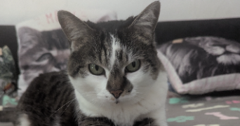 emilie pet sitter à NICE 06000_0