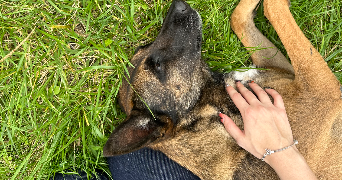 hyris pet sitter à PARIS 15 75015_3