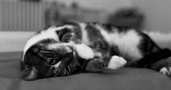 manon pet sitter à LES ANDELYS 27700_1