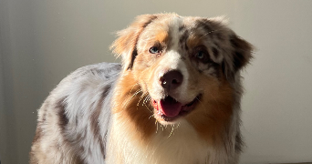 eléna pet sitter à REIMS 51100_3