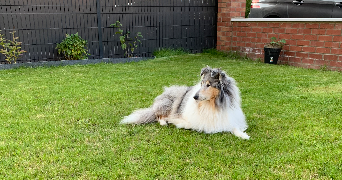 Madeline pet sitter à Mérignies 59710_1