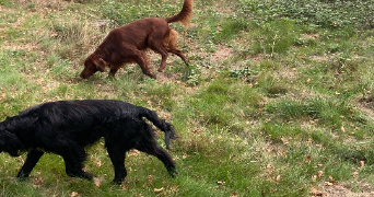 roger dog sitter à MURET 31600_4
