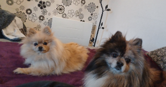 hélène pet sitter à PERRIGNY SUR L OGNON 21270_4