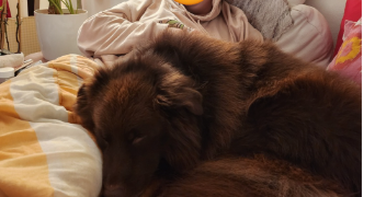 mareva pet sitter à BAILLY 78870_2