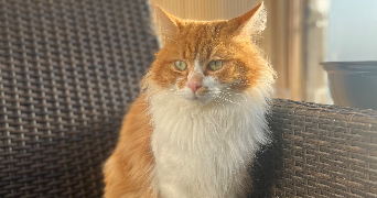 lucie cat sitter à AMIENS 80000_6