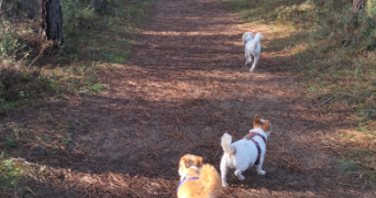 ninnok pet sitter à ORVAULT 44700_2