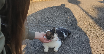 loane pet sitter à BRUZ 35170_4